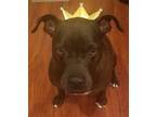 Rocky, American Pit Bull Terrier For Adoption In Richmond, California