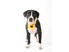 Maggie, American Staffordshire Terrier For Adoption In Little Elm, Texas