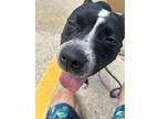 Reggie, American Pit Bull Terrier For Adoption In New Orleans, Louisiana