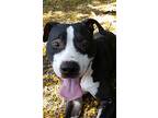 Gabrio, American Staffordshire Terrier For Adoption In Thompson, Connecticut