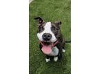 Dany, American Pit Bull Terrier For Adoption In Richmond, California