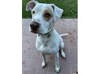 Kelso, American Pit Bull Terrier For Adoption In Richmond, California