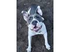 Maya, American Pit Bull Terrier For Adoption In Plymouth, Minnesota