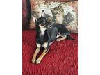 Tucker, Miniature Pinscher For Adoption In Denver, Colorado