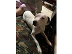 Angel, American Pit Bull Terrier For Adoption In Richmond, California