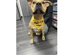 Ginger, American Pit Bull Terrier For Adoption In College Station, Texas
