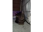 Adopt Jerry a Domestic Short Hair, Abyssinian