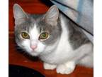 Adopt Serge a Domestic Short Hair