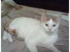 Adopt Clawson Cooper a Domestic Short Hair