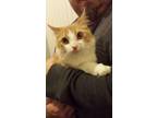 Adopt Ronan a Manx