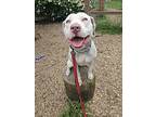 Sammy, American Pit Bull Terrier For Adoption In Junction City, Oregon