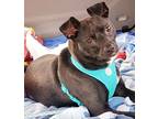 Bolt, Terrier (unknown Type, Medium) For Adoption In Lorain, Ohio