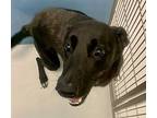 Maxine Biscuit 59012, Labrador Retriever For Adoption In Pampa, Texas