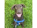Adopt Dino a Pointer