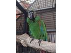 Bubbaboy, Macaw For Adoption In Goodlettsville, Tennessee