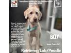 Adopt Ozzy a Labrador Retriever, Standard Poodle