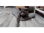 Rocky, American Shorthair For Adoption In Naples, Florida