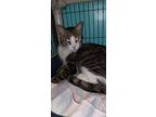 Possum, American Shorthair For Adoption In Naples, Florida