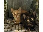Sam, American Shorthair For Adoption In Naples, Florida