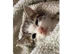 Beta, Domestic Shorthair For Adoption In Coldspring, Texas