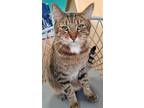 Green Eyes, American Shorthair For Adoption In Naples, Florida