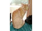 Jeffery, Selkirk Rex For Adoption In Ocala, Florida