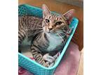 Noel, American Shorthair For Adoption In Naples, Florida