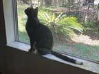 Aspen, British Shorthair For Adoption In Ocala, Florida