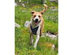 Adopt Copper a Great Pyrenees, Golden Retriever