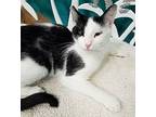 Mae Mae, American Shorthair For Adoption In Naples, Florida