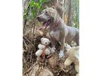 Mawana, American Staffordshire Terrier For Adoption In Davie, Florida