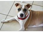 Aggie, American Pit Bull Terrier For Adoption In Lighthouse Point, Florida