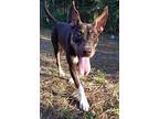 Clementine, Doberman Pinscher For Adoption In Ocala, Florida