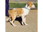 Adopt Drumlin a Mixed Breed, Rhodesian Ridgeback