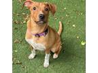 Adopt Brodie a Mixed Breed, Rhodesian Ridgeback