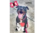 Lua, American Staffordshire Terrier For Adoption In Davie, Florida