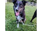 Adopt Fawkes a Border Collie