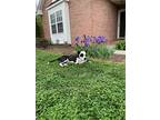 Panda Bear, American Staffordshire Terrier For Adoption In Goodlettsville