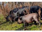 Kermit & Miss Piggy, Pig (potbellied) For Adoption In Landenberg, Pennsylvania