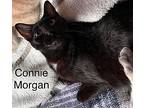 Connie Morgan, Bombay For Adoption In Calimesa, California