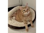 Roxie, American Shorthair For Adoption In Fort Lauderdale, Florida
