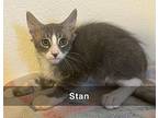 Stan, Manx For Adoption In Tehachapi, California