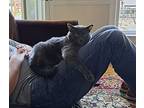 Zoe19fs, Russian Blue For Adoption In Youngsville, North Carolina