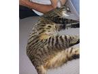 Chloe, Domestic Shorthair For Adoption In Roachdale, Indiana