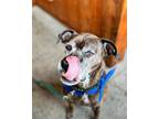 Adopt Harlan a Boxer