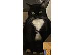 Royal, Domestic Shorthair For Adoption In Roachdale, Indiana