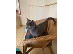 Chimichanga22f, Russian Blue For Adoption In Youngsville, North Carolina