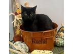 Rachel, Bombay For Adoption In Calimesa, California