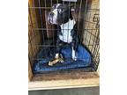 Clayton, American Pit Bull Terrier For Adoption In Lake Charles, Louisiana