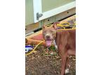 Jeanie, American Staffordshire Terrier For Adoption In Sulphur, Louisiana